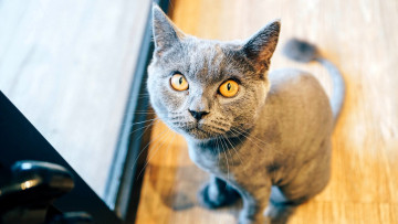 Картинка животные коты кот серый дверь