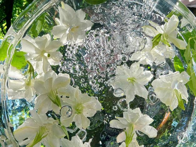 Обои картинки фото цветы, жасмин