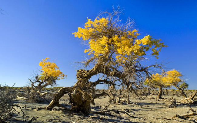 Обои картинки фото природа, деревья, песок, хворост