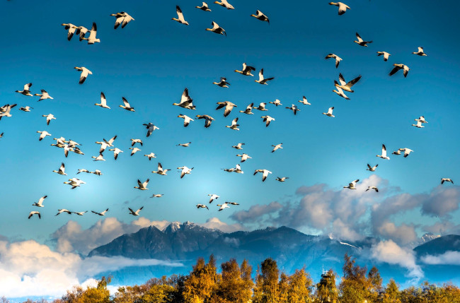Обои картинки фото животные, гуси, птицы, стая, небо, горы, облака, деревья, осень