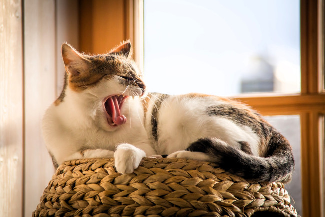 Обои картинки фото животные, коты, кот, зевок, корзина, окно