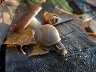 Картинка borisova осеннее путешествие улитки животные