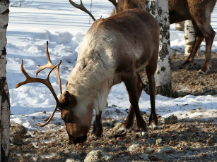 Картинка borisova поисках ягеля животные олени