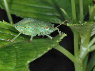 Картинка orleanski раздумья клопа черепашки перед падением листа животные насекомые
