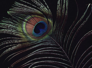 Картинка разное перья