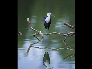 Картинка животные цапли