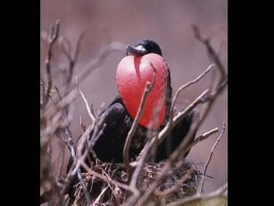 Картинка животные фрегаты