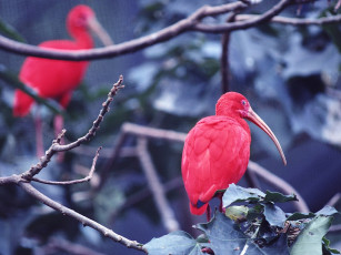 Картинка животные ибисы колпицы