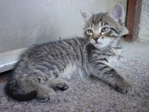 Картинка животные коты