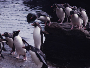 Картинка животные пингвины