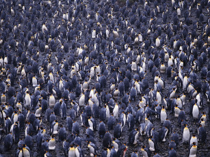 Картинка животные пингвины