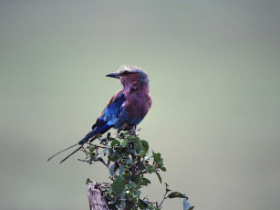 Картинка животные птицы