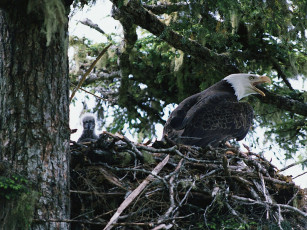 Картинка животные птицы хищники