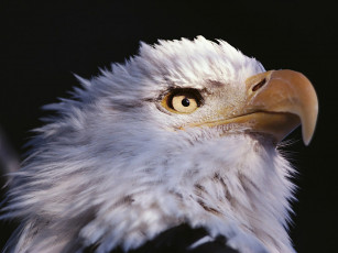 Картинка животные птицы хищники