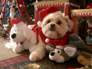 Картинка животные собаки