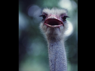 Картинка животные страусы