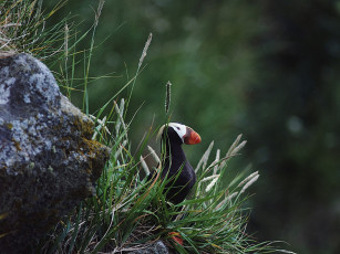 Картинка животные тупики