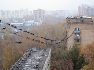 Картинка животные вороны грачи галки