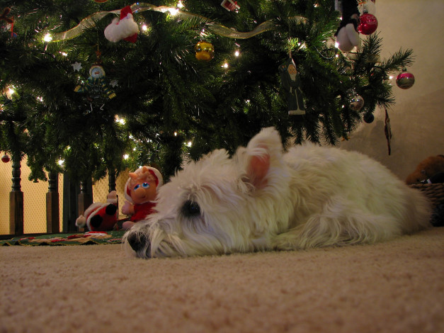 Обои картинки фото праздничные