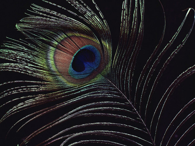 Обои картинки фото разное, перья