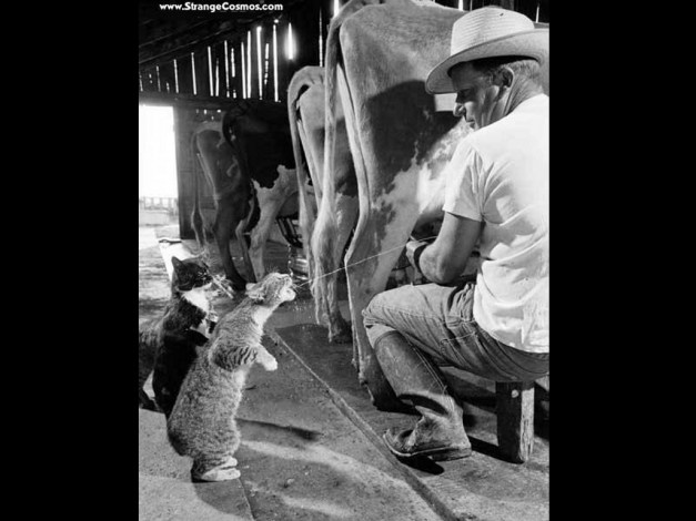 Обои картинки фото юмор, приколы