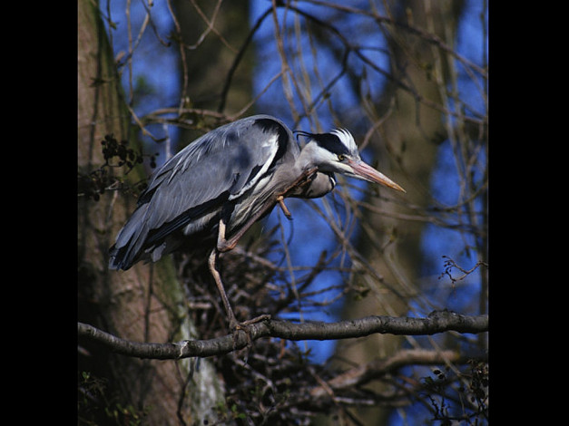 Обои картинки фото животные, цапли