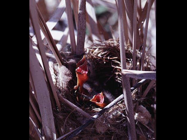 Обои картинки фото животные, гнезда, птиц