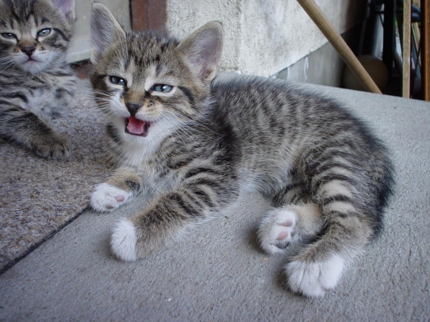 Обои картинки фото животные, коты