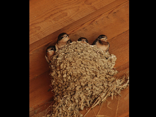 Обои картинки фото животные, ласточки