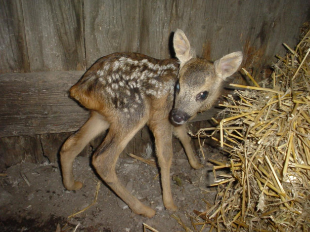 Обои картинки фото животные, олени
