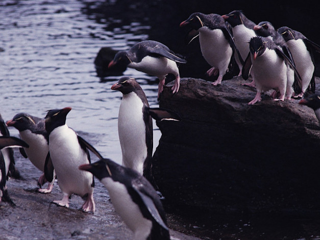 Обои картинки фото животные, пингвины