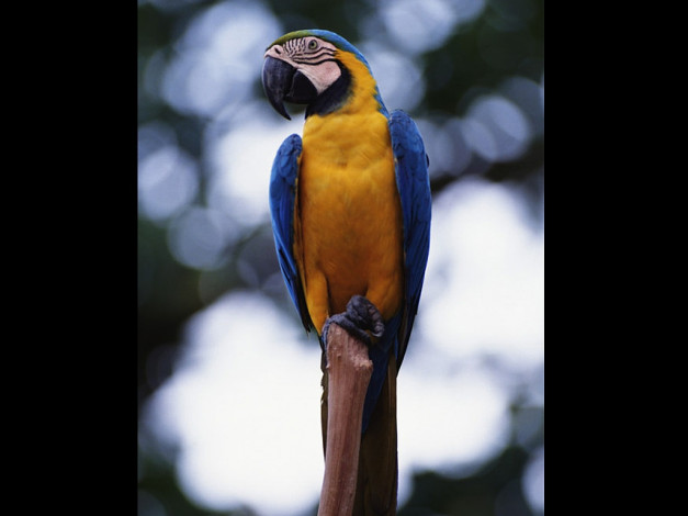 Обои картинки фото животные, попугаи