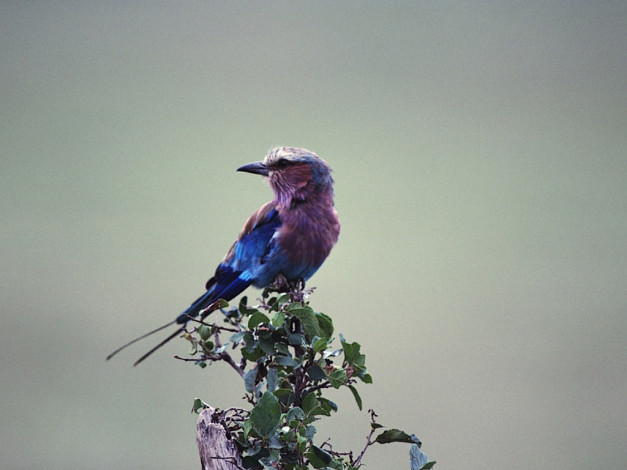 Обои картинки фото животные, птицы