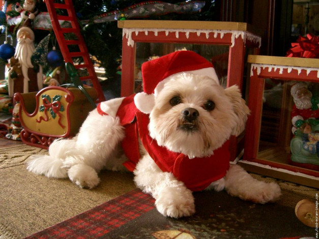 Обои картинки фото животные, собаки