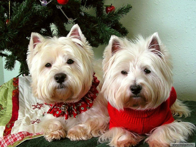 Обои картинки фото животные, собаки