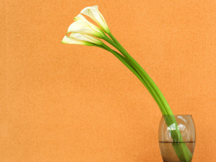 Картинка цветы каллы