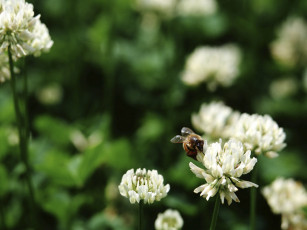 Картинка цветы луговые полевые