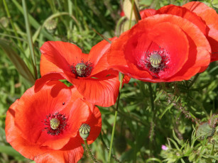 Картинка цветы маки