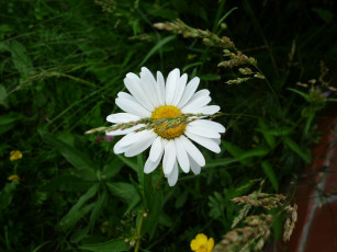 Картинка цветы ромашки