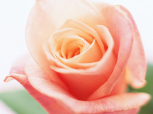 Картинка цветы розы