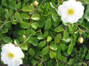 Картинка цветы шиповник