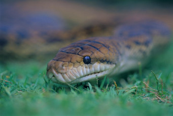 Картинка животные змеи питоны кобры