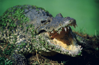 Картинка животные крокодилы