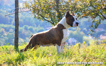 Картинка животные собаки