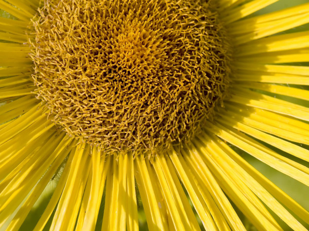 Обои картинки фото цветы