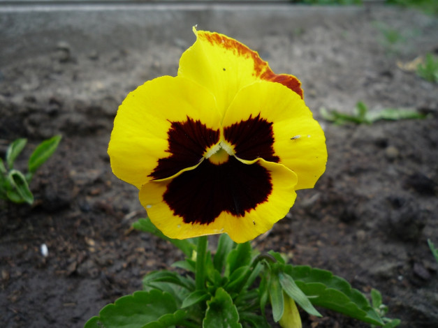 Обои картинки фото цветы, анютины, глазки, садовые, фиалки