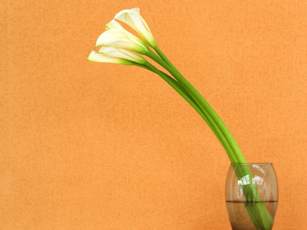 Обои картинки фото цветы, каллы