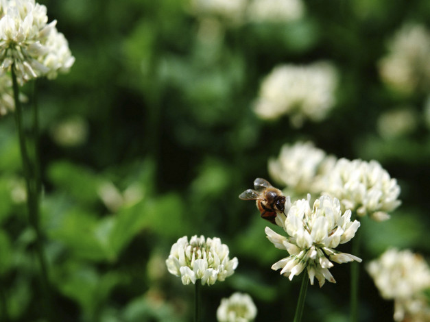 Обои картинки фото цветы, луговые, полевые