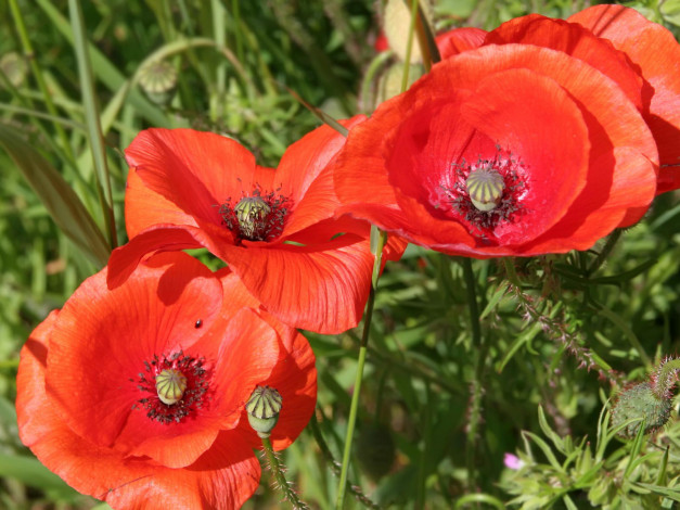 Обои картинки фото цветы, маки