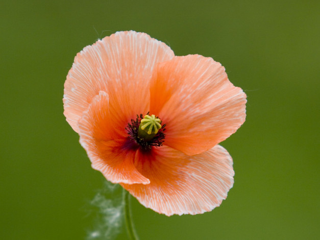 Обои картинки фото цветы, маки